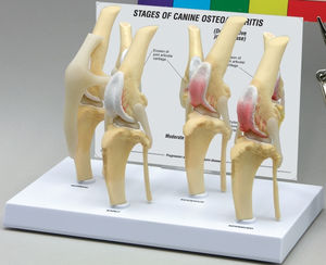 modello anatomico osseo