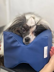 cuscino guanciale veterinario 1
