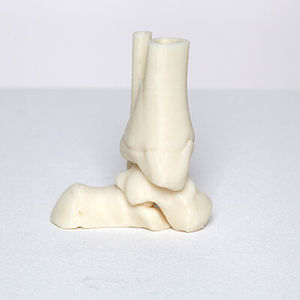 modello anatomico osseo