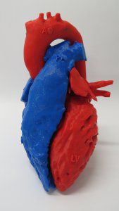 modello anatomico di cuore