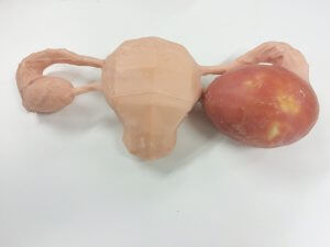 modello anatomico di ovaia