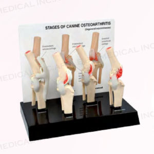 modello anatomico canino