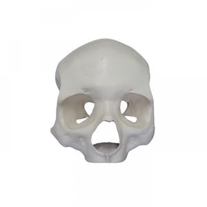 modello anatomico di cranio