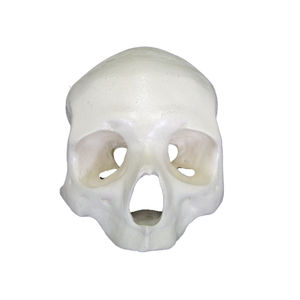 modello anatomico di cranio