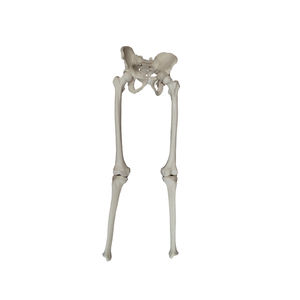 modello anatomico di scheletro 1