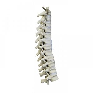 modello anatomico di vertebre toraciche 1