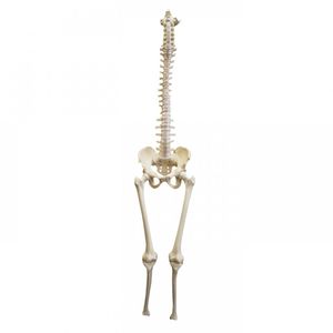 modello anatomico di bacino 1