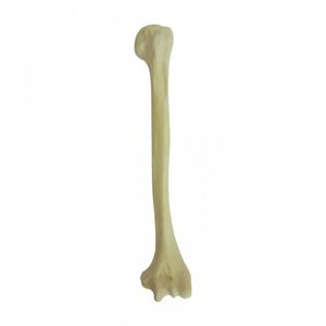 modello anatomico osseo 1