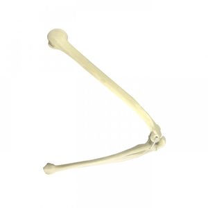 modello anatomico osseo 1