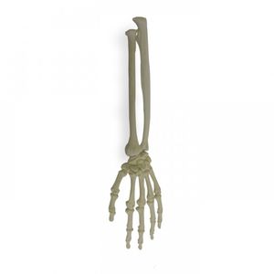 modello anatomico osseo 1