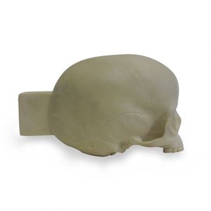 modello anatomico di cranio