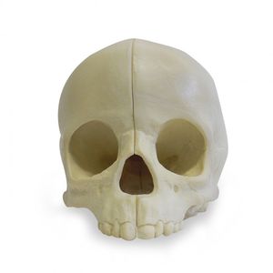modello anatomico di cranio 1
