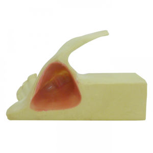 modello anatomico osseo 1