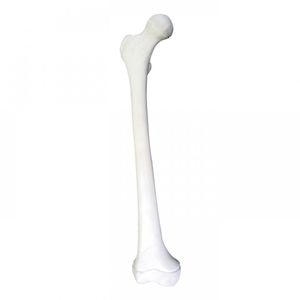 modello anatomico osseo