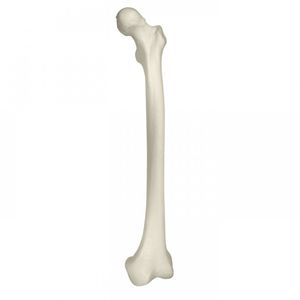 modello anatomico di femore 1