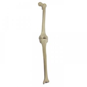 modello anatomico osseo