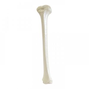 modello anatomico osseo
