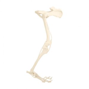 modello anatomico di bacino
