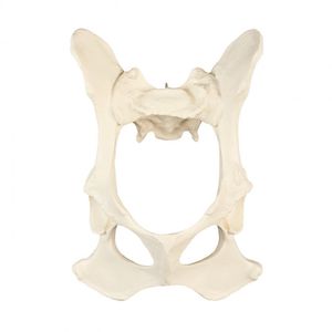 modello anatomico di bacino 1