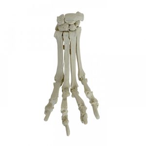 modello anatomico per metacarpo