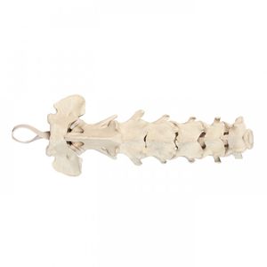 modello anatomico colonna vertebrale cervicale