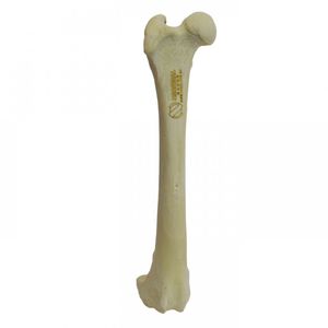 modello anatomico di femore 1