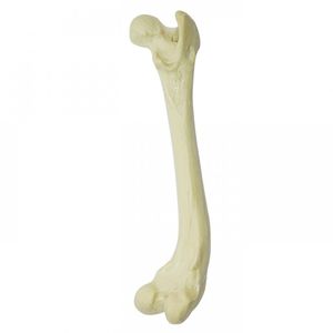 modello anatomico di femore