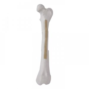 modello anatomico di femore