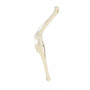 modello anatomico per ginocchio