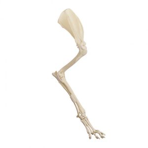 modello anatomico arti superiori