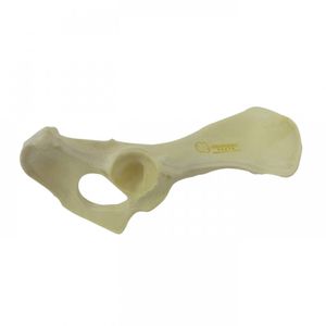 modello anatomico di bacino