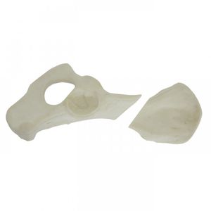 modello anatomico di bacino