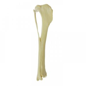 modello anatomico di tibia 1