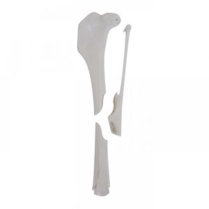 modello anatomico di tibia