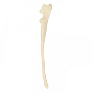 modello anatomico di cubito