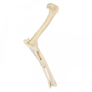 modello anatomico di radio
