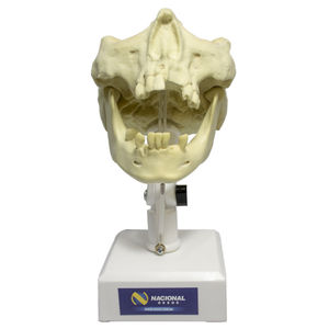 modello anatomico di mandibola