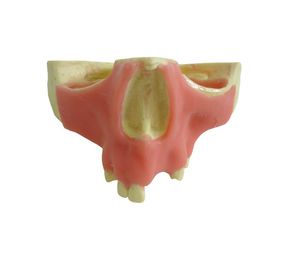 modello anatomico di mascella
