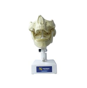 modello anatomico di mandibola