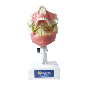 modello anatomico di mandibola