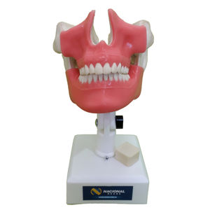 modello anatomico mandibola / mascella / di dentatura / gengivale