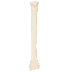 modello anatomico di radio