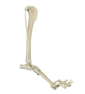 modello anatomico osseo