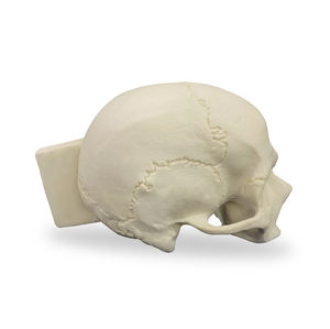 modello anatomico di cranio