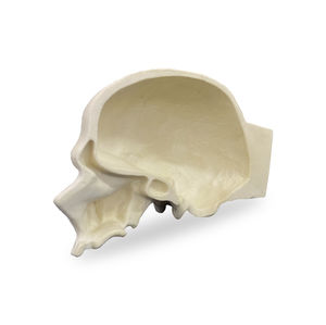 modello anatomico di cranio 1