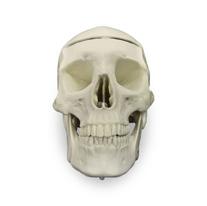 modello anatomico osseo