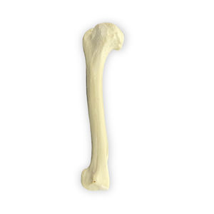 modello anatomico di omero