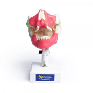 modello anatomico mandibola