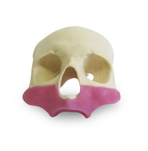 modello anatomico di cranio