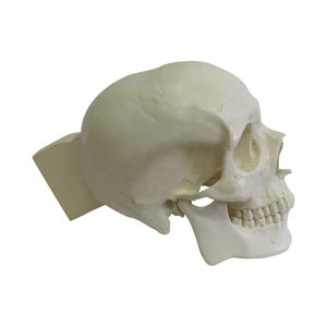 modello anatomico di cranio 1
